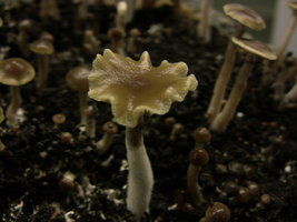 psilocybe-stuntzii10.jpg