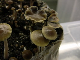 psilocybe-stuntzii09.jpg