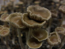psilocybe-stuntzii07.jpg