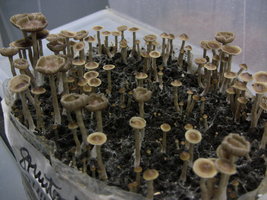 psilocybe-stuntzii06.jpg