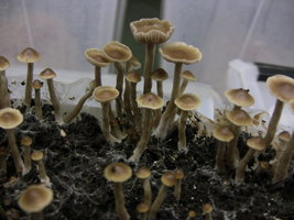 psilocybe-stuntzii05.jpg