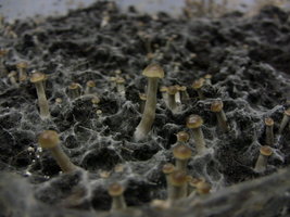 psilocybe-stuntzii03.jpg