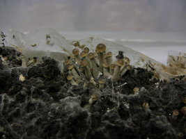 psilocybe-stuntzii02.jpg
