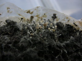 psilocybe-stuntzii01.jpg