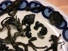 Psilocybe Semperviva