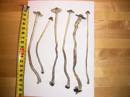 psilocybe-semperviva13.jpg