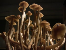 psilocybe-semperviva12.jpg