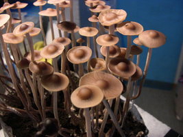 psilocybe-semperviva11.jpg