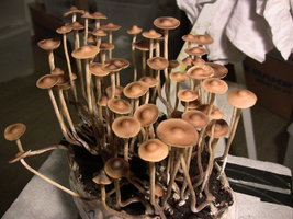 psilocybe-semperviva10.jpg