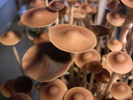 psilocybe-semperviva09.jpg