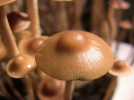 psilocybe-semperviva07.jpg