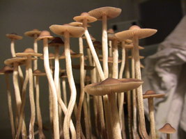 psilocybe-semperviva06.jpg