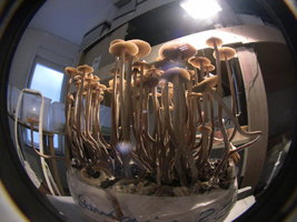 psilocybe-semperviva05.jpg