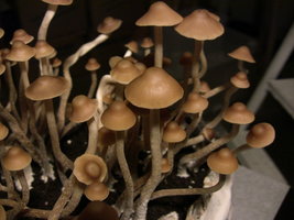 psilocybe-semperviva04.jpg