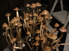 psilocybe-semperviva03.jpg