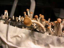 psilocybe-semperviva02.jpg