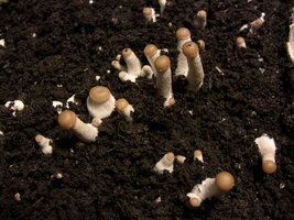 psilocybe-semperviva01.jpg