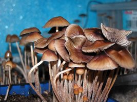 Psilocybe Mexicana - Jalisco