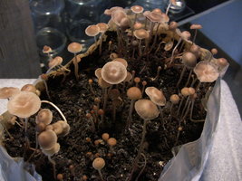 psilocybe-mexicana-jalisco12.jpg