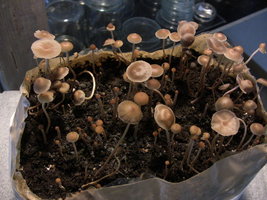 psilocybe-mexicana-jalisco11.jpg