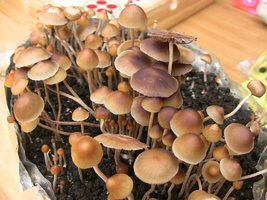 psilocybe-mexicana-jalisco10.jpg