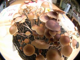psilocybe-mexicana-jalisco09.jpg