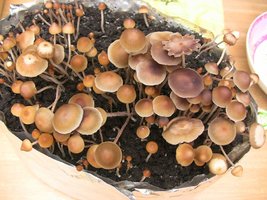 psilocybe-mexicana-jalisco08.jpg