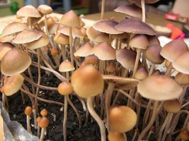 psilocybe-mexicana-jalisco07.jpg