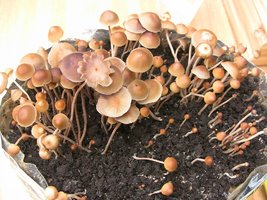 psilocybe-mexicana-jalisco06.jpg