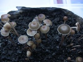 psilocybe-mexicana-jalisco05.jpg