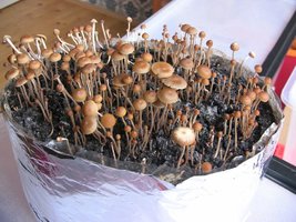 psilocybe-mexicana-jalisco04.jpg