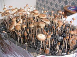 psilocybe-mexicana-jalisco03.jpg