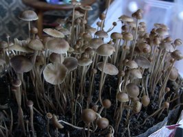 psilocybe-mexicana-jalisco02.jpg