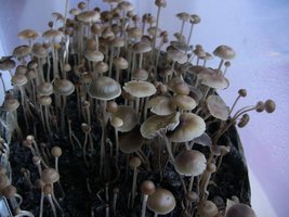 psilocybe-mexicana-jalisco01.jpg