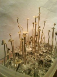 panaeolus-tropicalis11.jpg