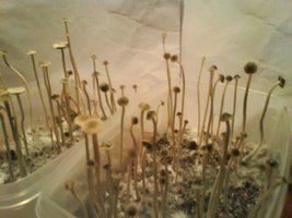 panaeolus-tropicalis10.jpg