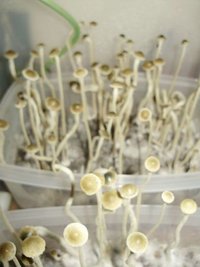 panaeolus-tropicalis09.jpg