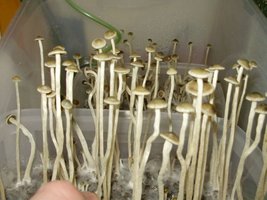 panaeolus-tropicalis08.jpg