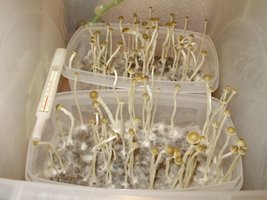 panaeolus-tropicalis07.jpg