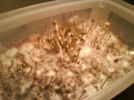 panaeolus-tropicalis06.jpg