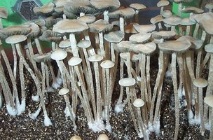 panaeolus-tropicalis04.jpg