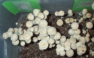 panaeolus-tropicalis03.jpg