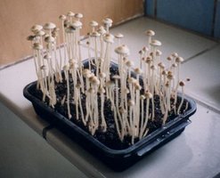 panaeolus-tropicalis02.jpg