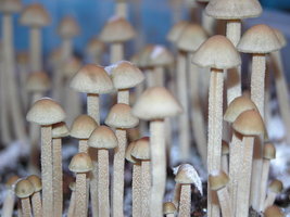 panaeolus-tropicalis01.jpg