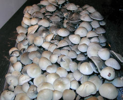 Panaeolus Cyanescens Vietnam