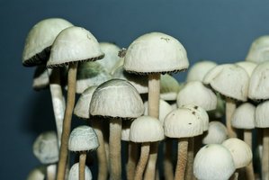 pan-cyans-jamaicano18.jpg