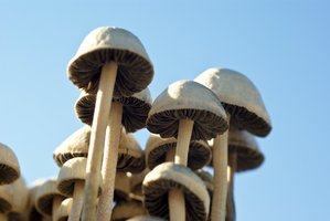 pan-cyans-jamaicano17.jpg