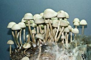 pan-cyans-jamaicano14.jpg