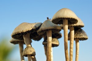pan-cyans-jamaicano13.jpg