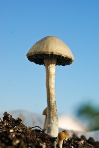 pan-cyans-jamaicano12.jpg